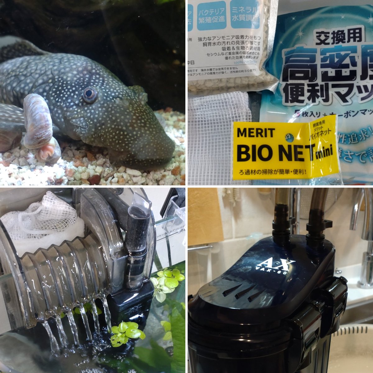 マリモちゃん tweet media