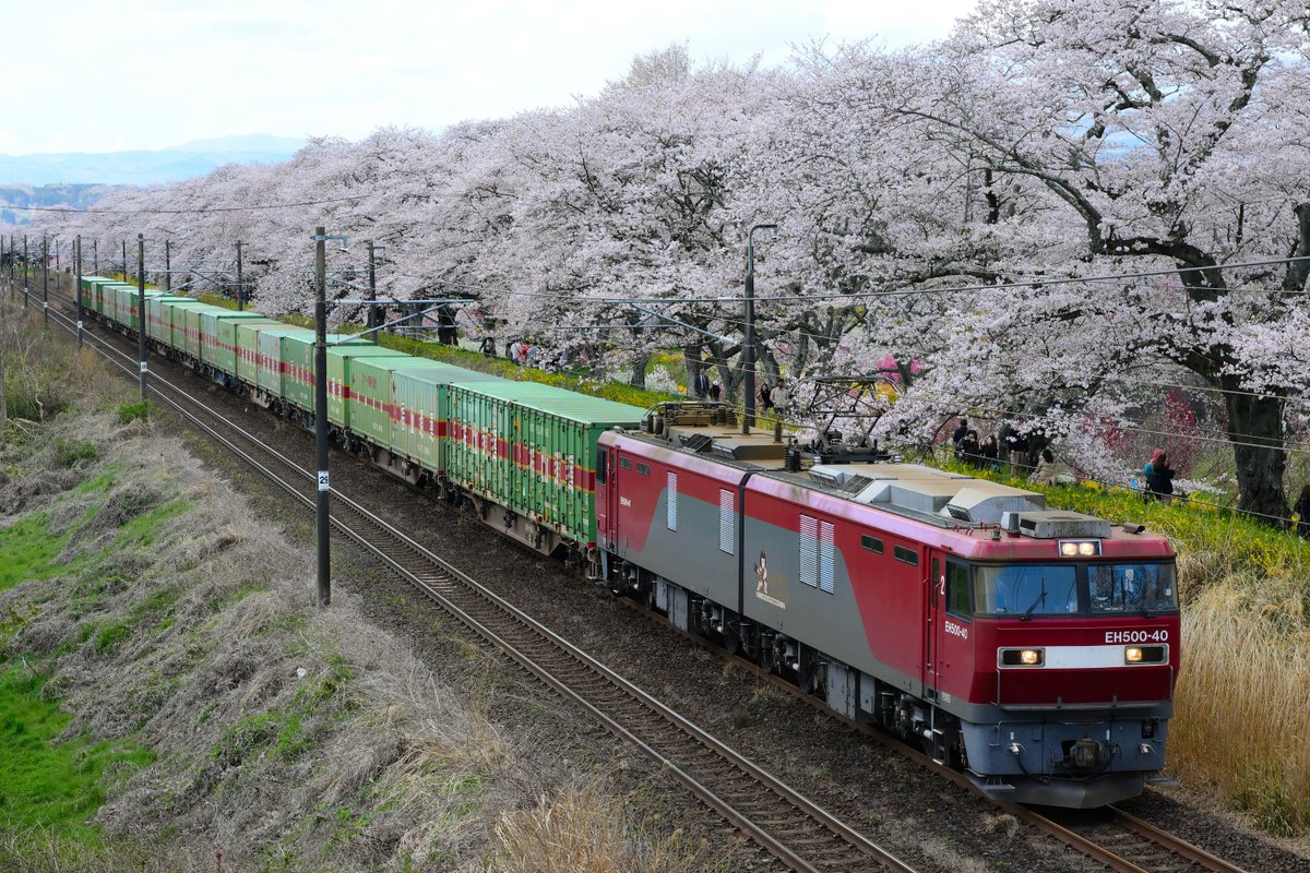 Nobu1755's tweet photo. 一目千本桜と福山エクスプレス

今年は週末土日にちょうど満開でした🌸
2026.4.11
東北本線 大河原－船岡（宮城県）
EH500-40＋コキ13車 https://t.co/Ccp8HjCVfd