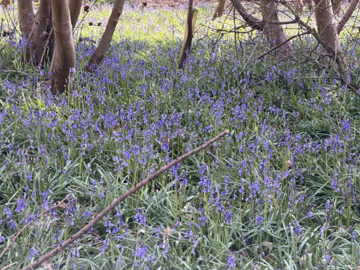 India Express tweet media