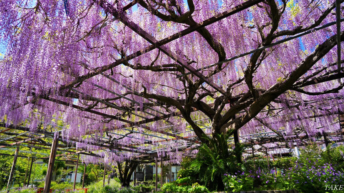 TAKE (花鳥風月 時々Bike) tweet media