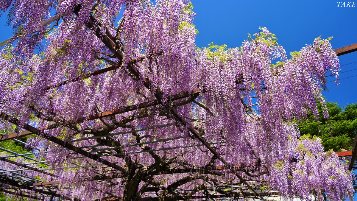 TAKE (花鳥風月 時々Bike) tweet media