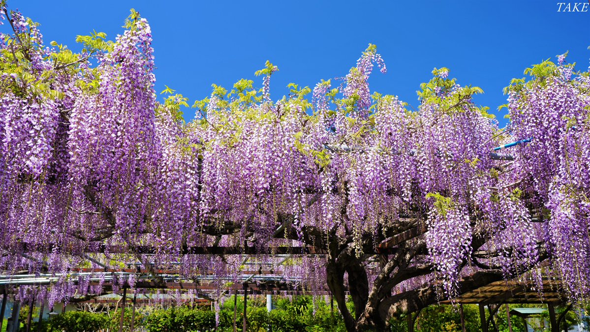 TAKE (花鳥風月 時々Bike) tweet media