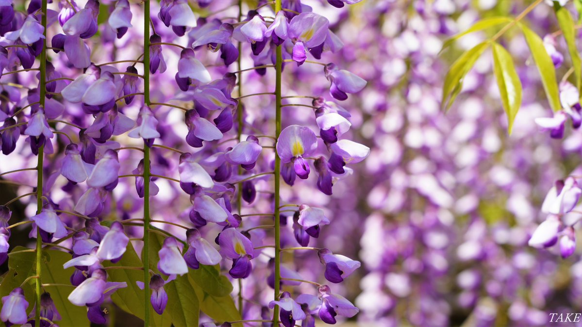 TAKE (花鳥風月 時々Bike) tweet media