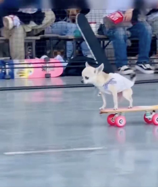【歴5年】想像以上にうまい スケボーを乗りこなすチワワが話題
news.livedoor.com/article/detail…

チワワのパピコちゃんは、生後4カ月からスケボーに乗りはじめ、現在は歴5年の中堅スケーター。パピコちゃんは、スタートからゴールまで、大きくずれることなく見事完走を果たしたそう。