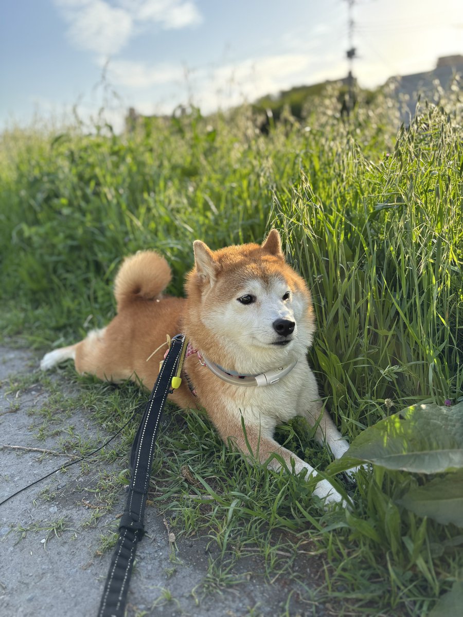 今日の黄昏れ柴
#柴犬　#犬
#川散歩
#黄昏れる犬
#柴犬が好きすぎるで使っていいよ