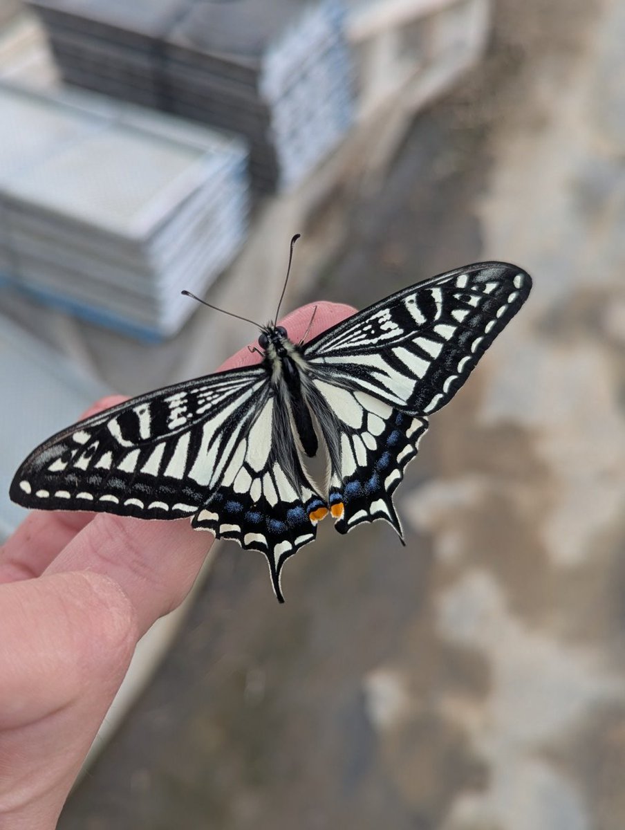 ちゅだ tweet media