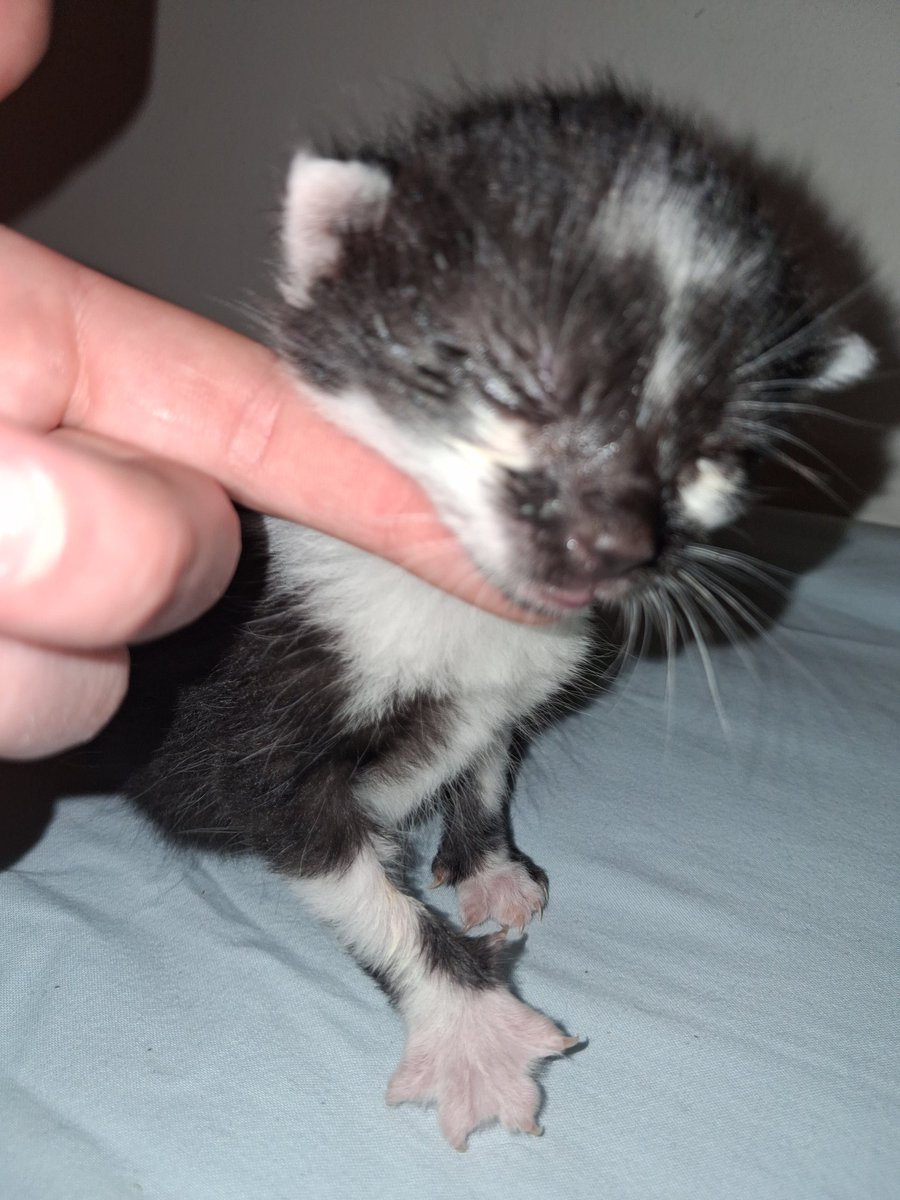 Mommy Yitzki tweet media