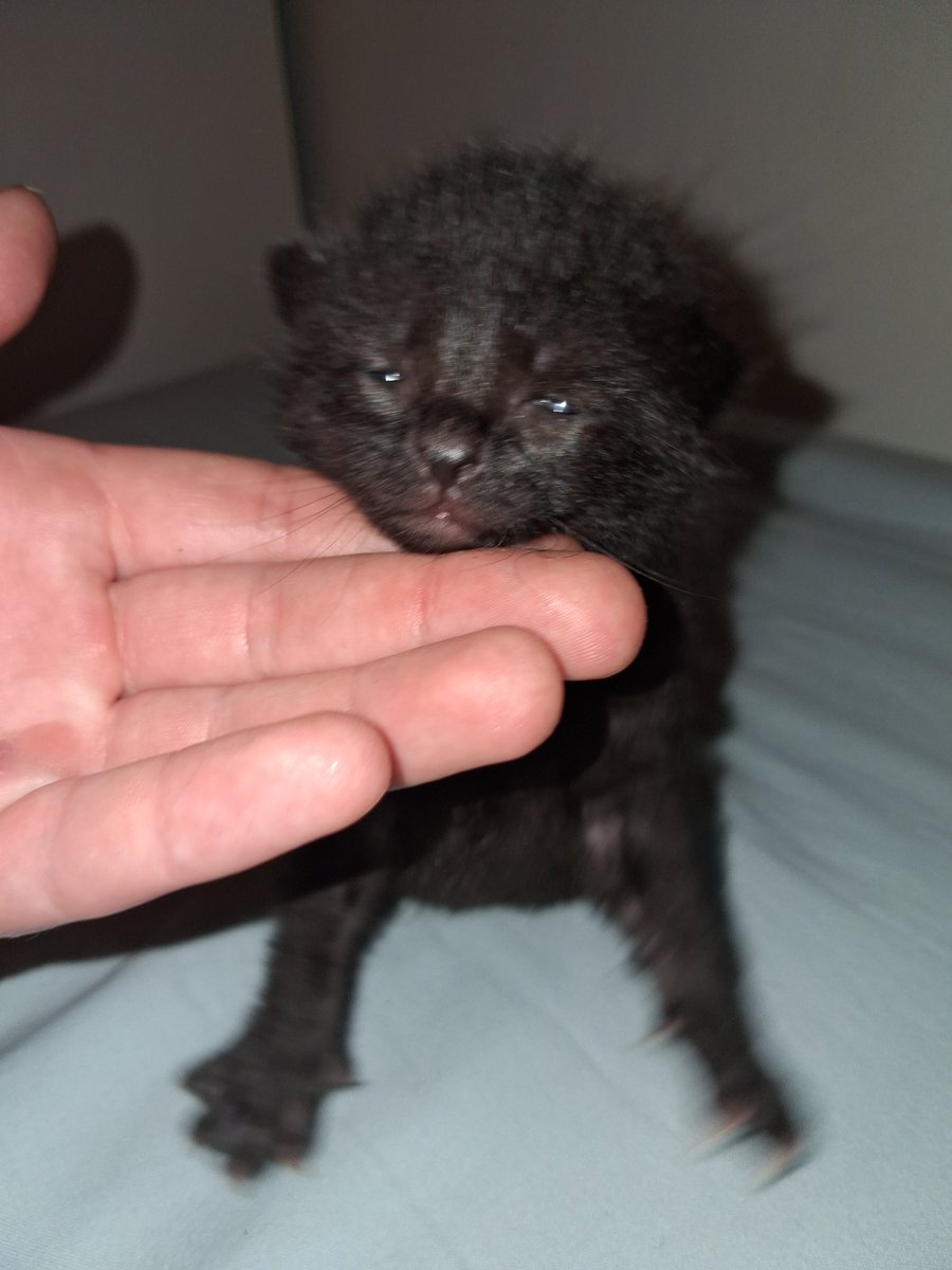 Mommy Yitzki tweet media