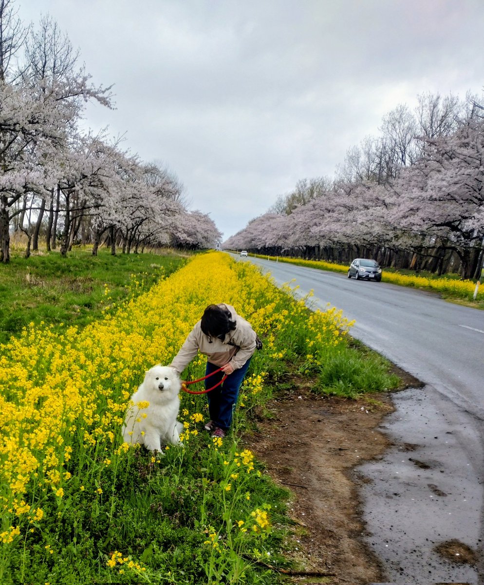 sammooom's tweet photo. 今年のお花見第一弾は
秋田県八郎潟
桜並木と菜の花ロードに
行って来ました。 https://t.co/fKxACINeq5