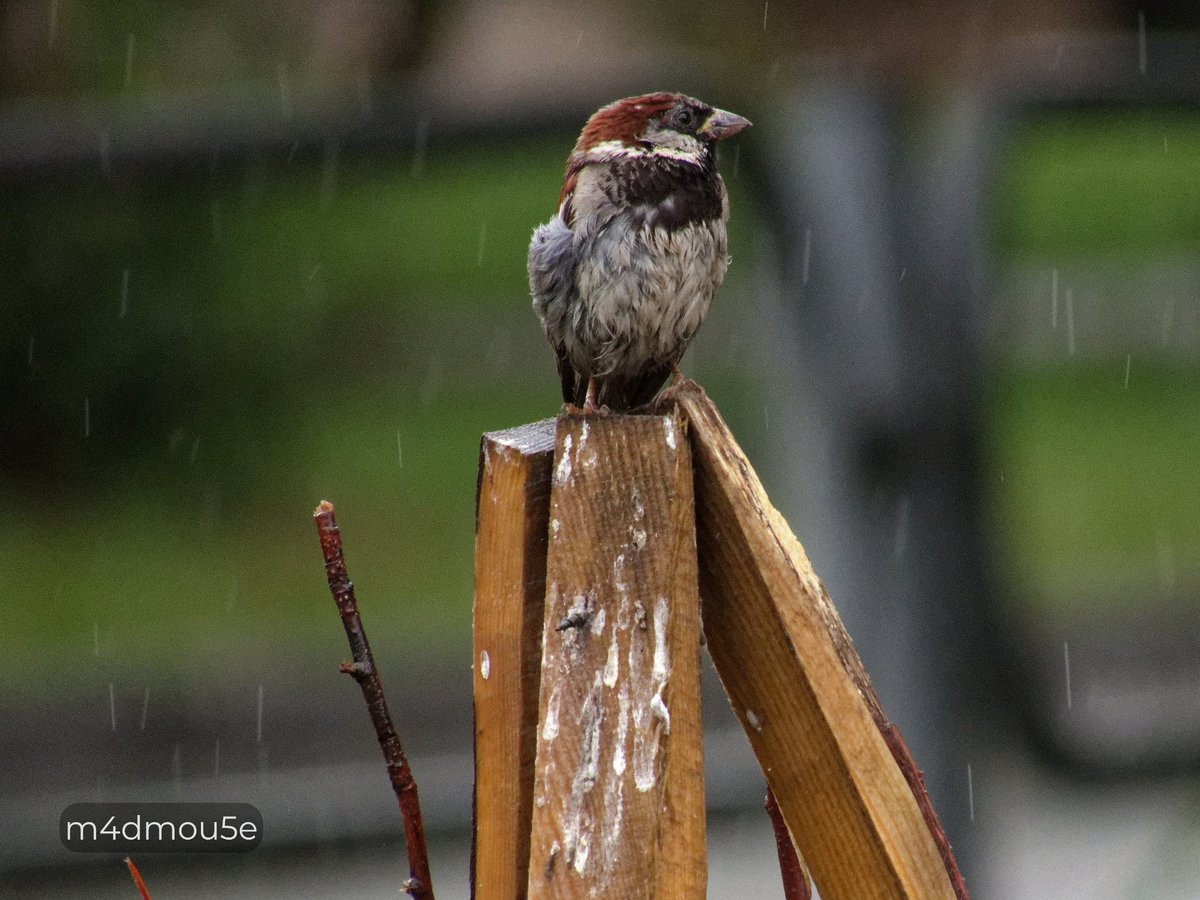 Крипазоид | открытки календари фото с птицами tweet media