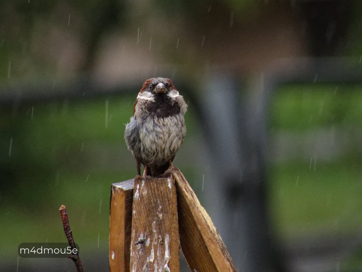 Крипазоид | открытки календари фото с птицами tweet media