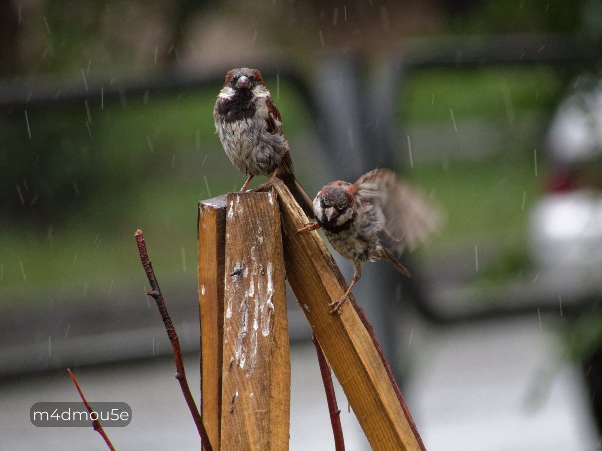 Крипазоид | открытки календари фото с птицами tweet media