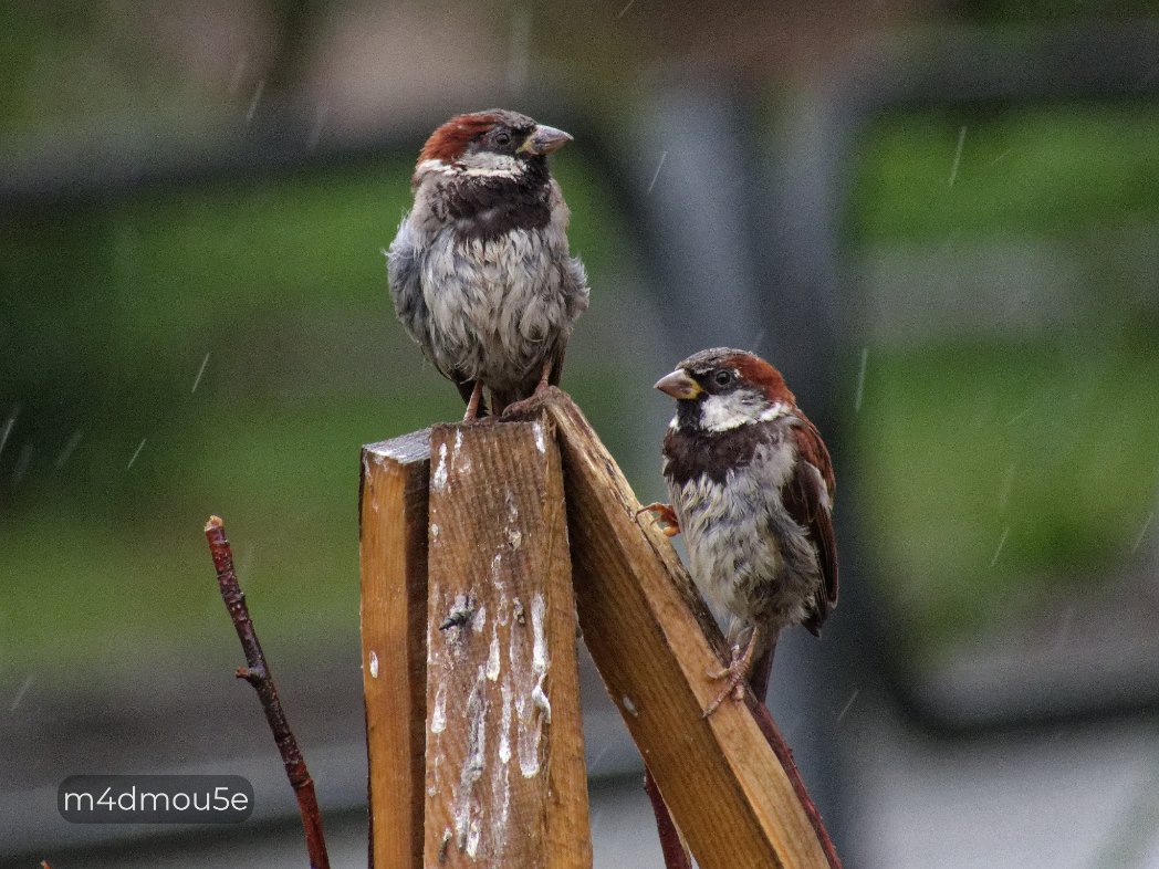 Крипазоид | открытки календари фото с птицами tweet media