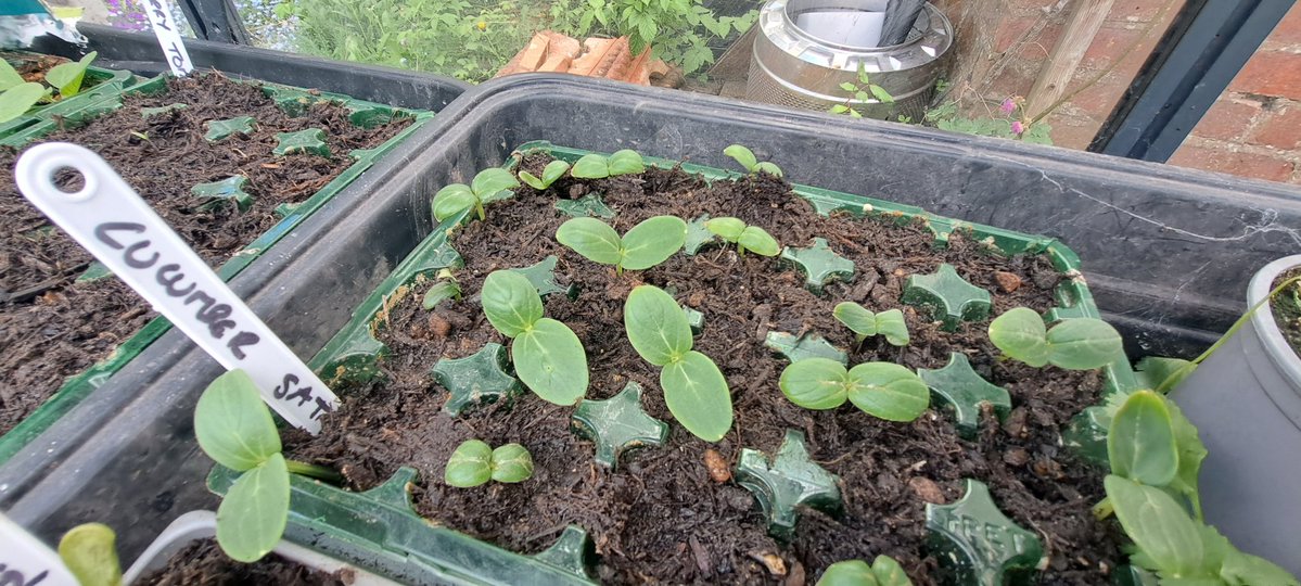 bosworth_alison's tweet image. 🌱 I 💚 Spring 🌱

#growyourown
#Greenhousemagic
#Spring
#Sowing
#Gardening