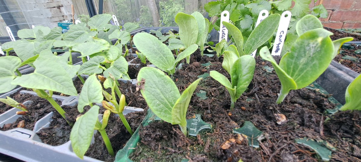 bosworth_alison's tweet image. 🌱 I 💚 Spring 🌱

#growyourown
#Greenhousemagic
#Spring
#Sowing
#Gardening