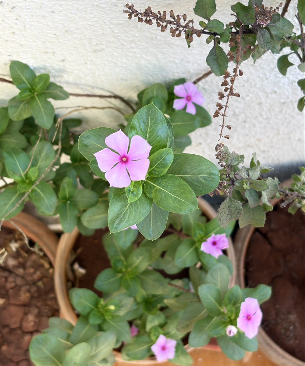 We have Sadabahar blooming at home 😄