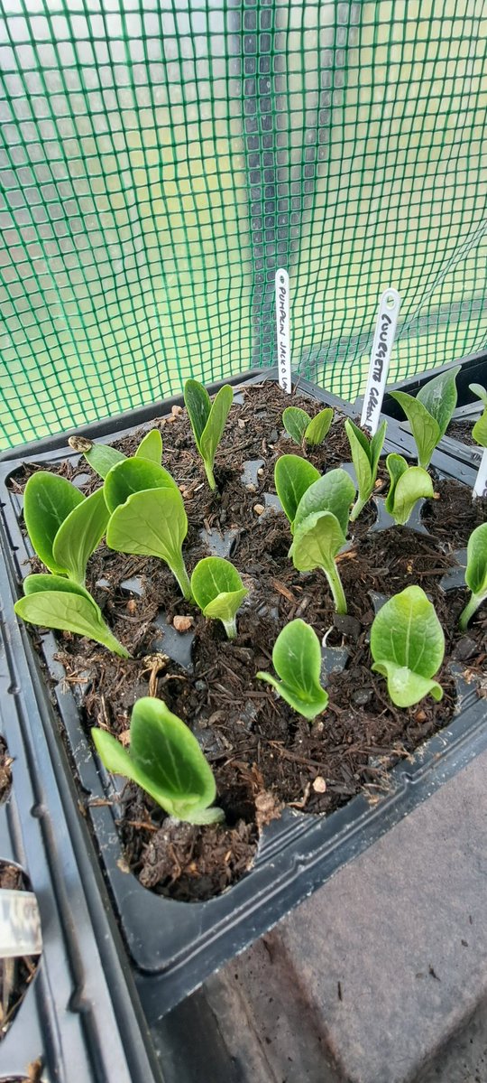 bosworth_alison's tweet image. 🌱 I 💚 Spring 🌱

#growyourown
#Greenhousemagic
#Spring
#Sowing
#Gardening