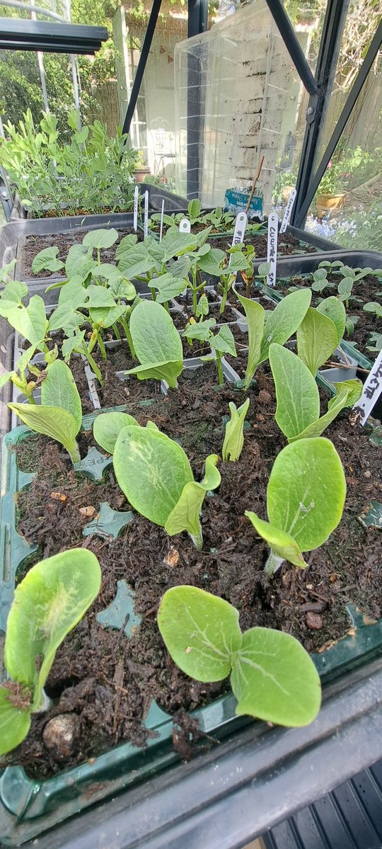 bosworth_alison's tweet image. 🌱 I 💚 Spring 🌱

#growyourown
#Greenhousemagic
#Spring
#Sowing
#Gardening