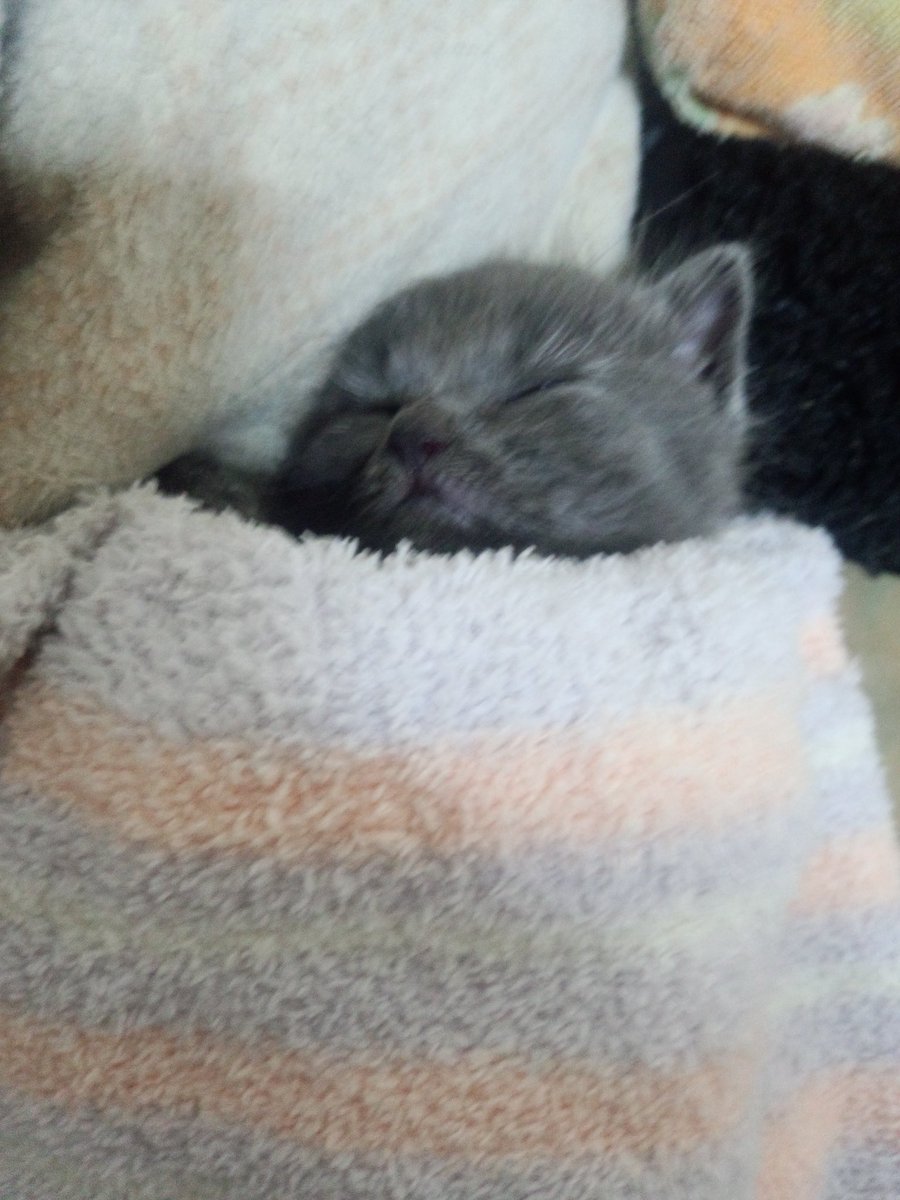 まぁ姉🍌 tweet media