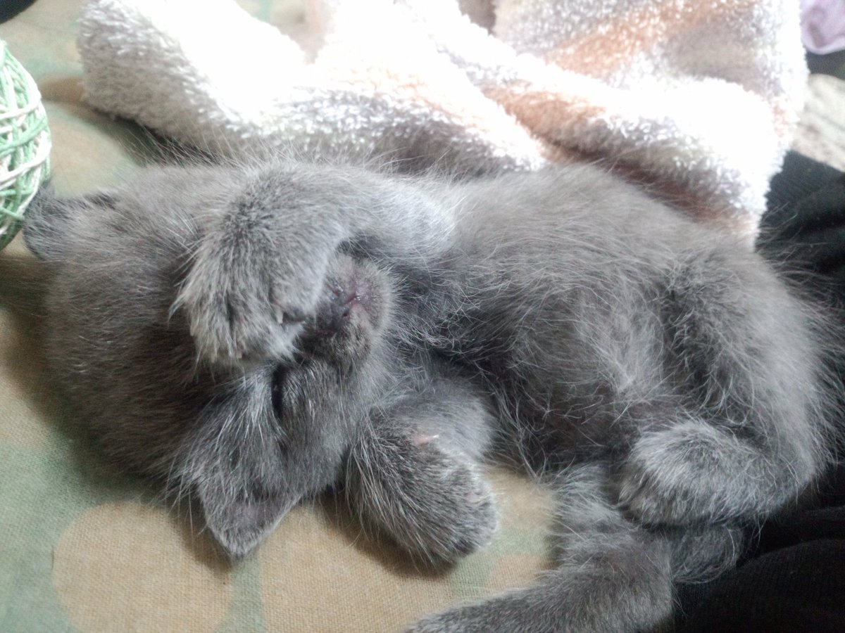 まぁ姉🍌 tweet media