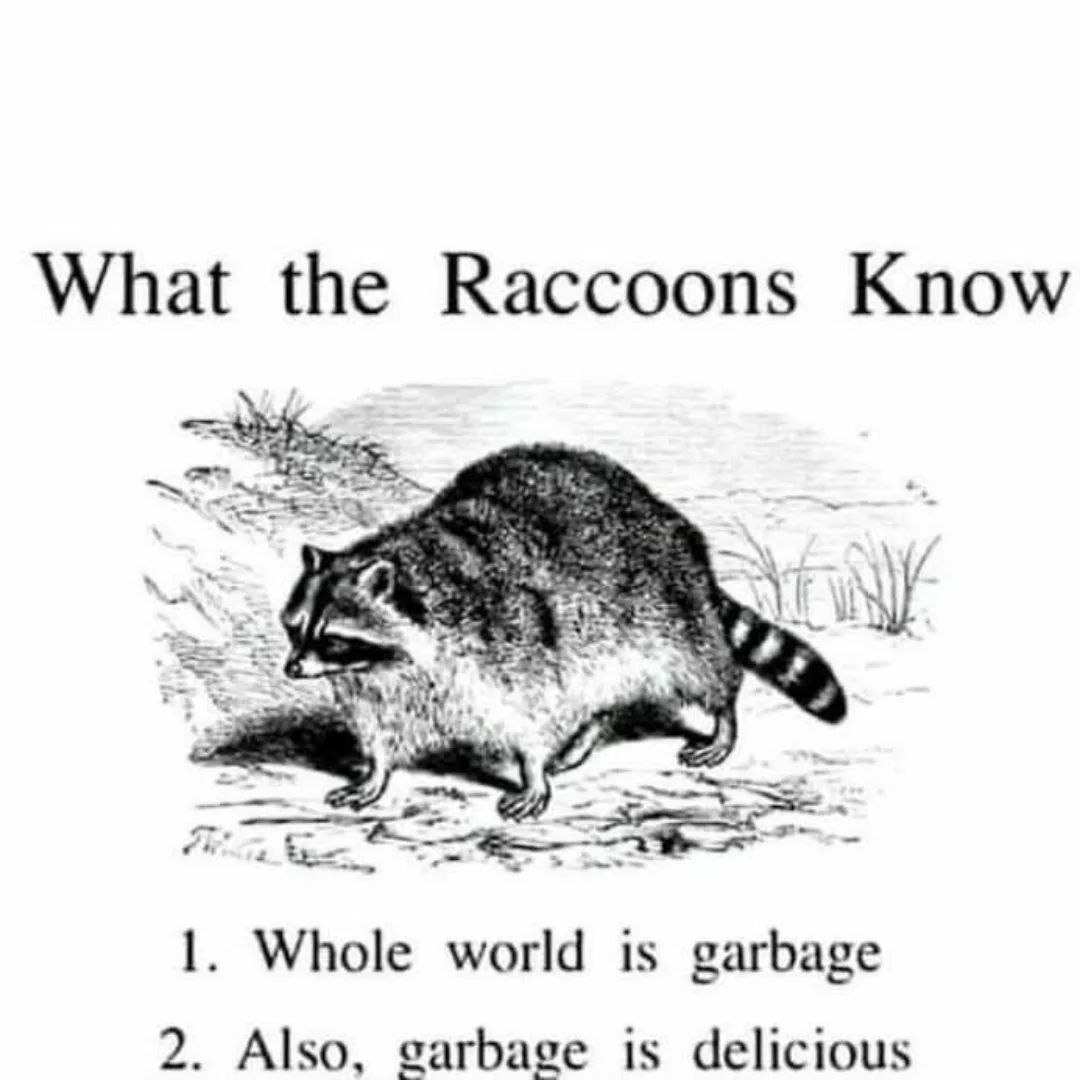 raccoon with confusing auras tweet media