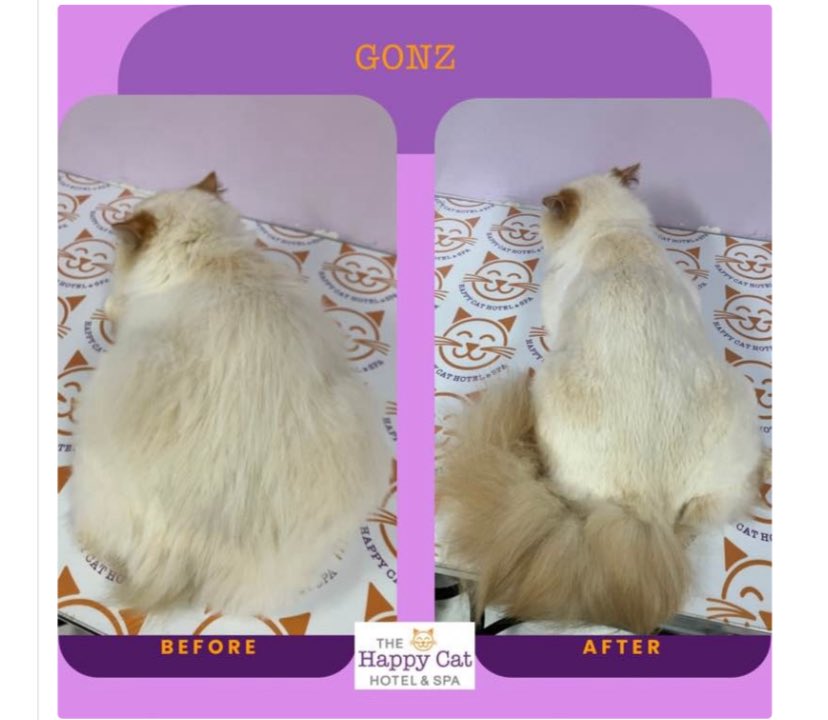 gonzpics's tweet photo. for the fans: obligatory before and after pics. he pooped and peed at the end and we might have to start sedating him for his grooms 😭 https://t.co/btJwUBnDJQ