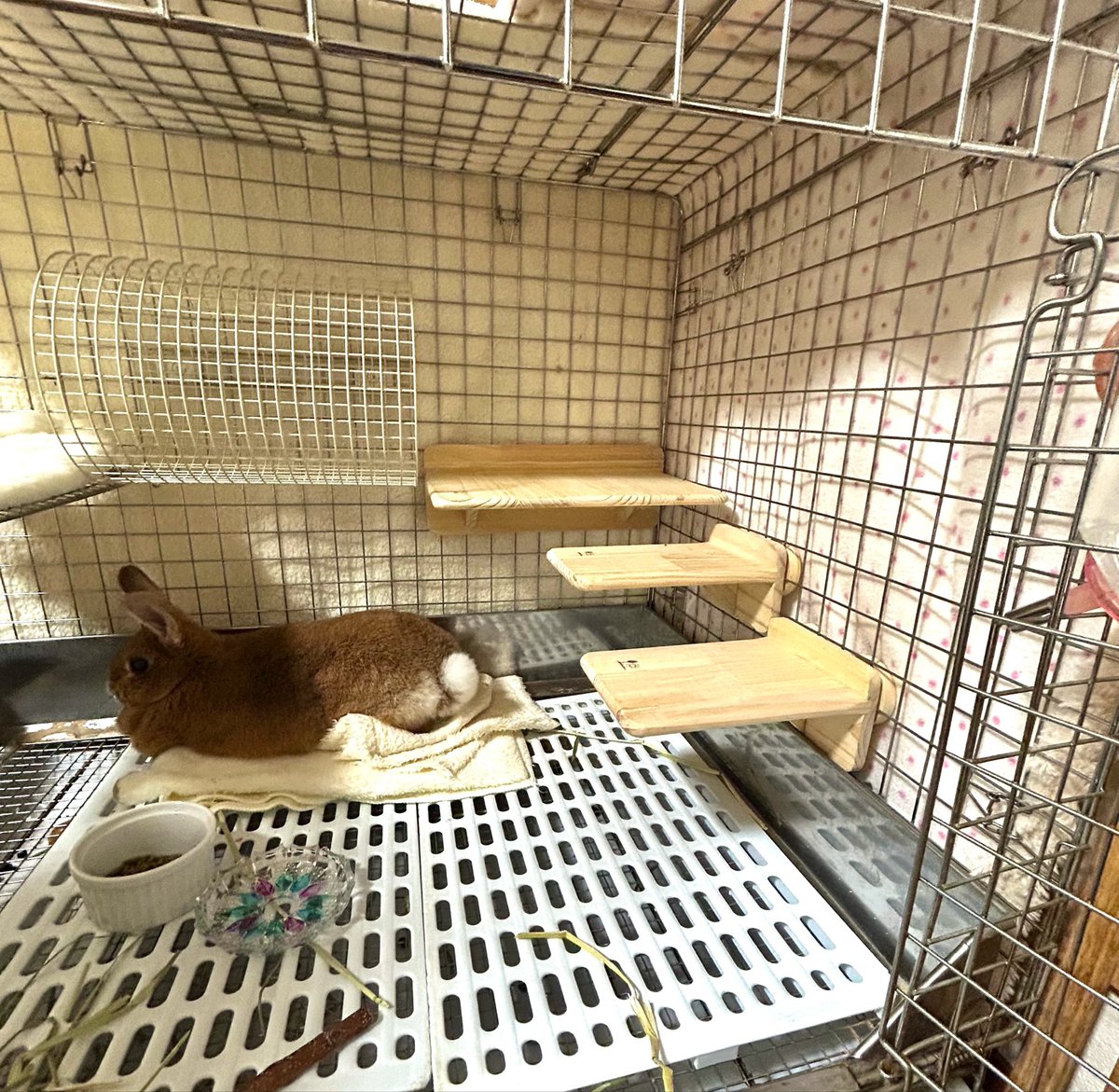 orange marron tweet media