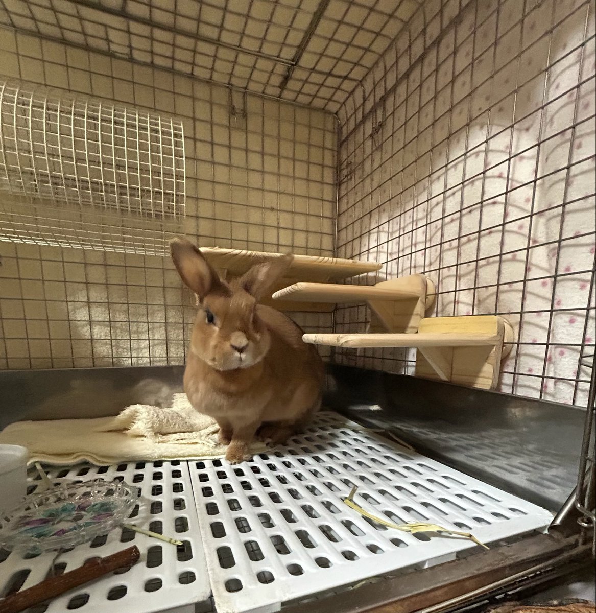 orange marron tweet media