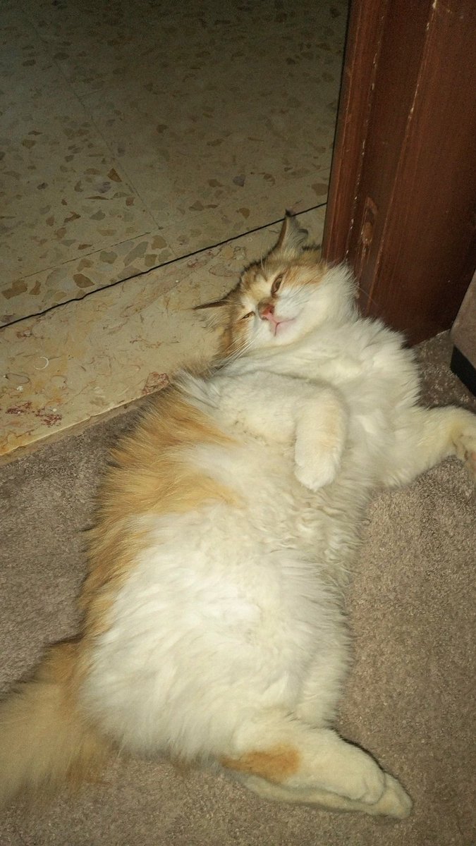 سَالِم 🇯🇴 tweet media