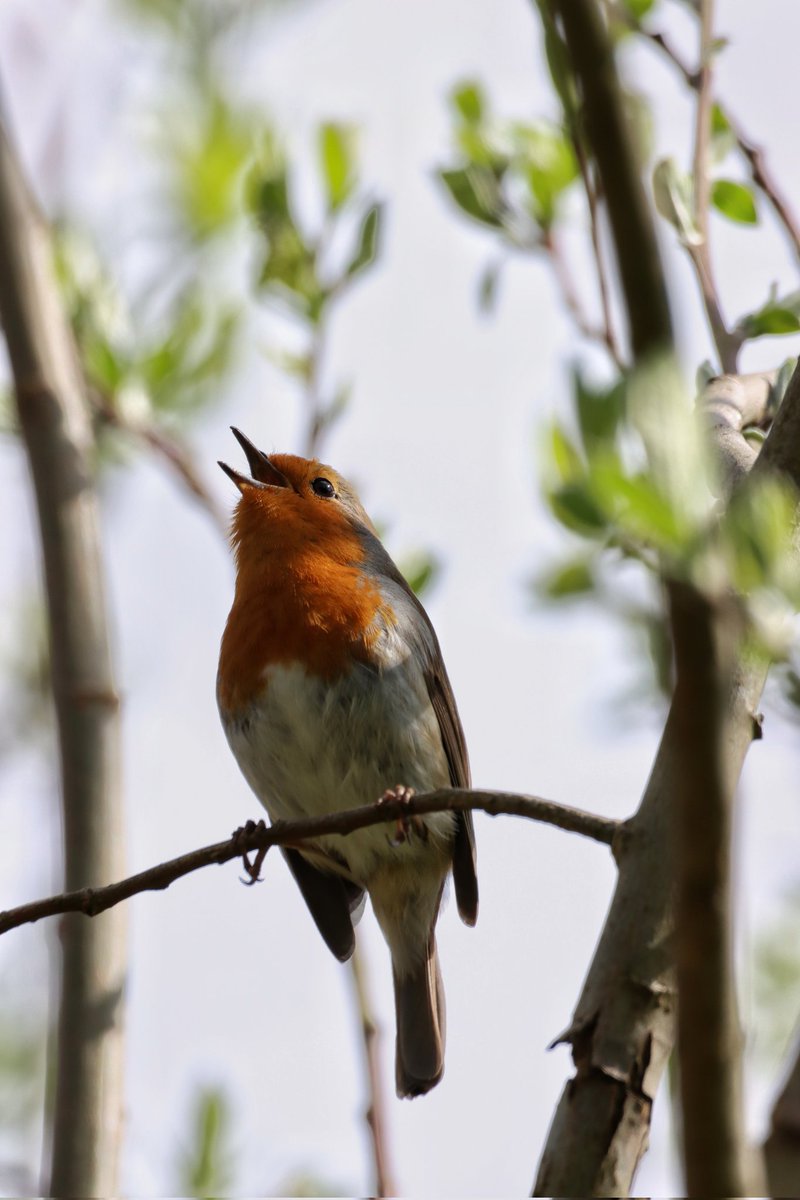 CameraBob5's tweet image. A lovely wee Robin giving a beautiful song, there's nothing better!! #birdphotography #rutlandwater #twitternaturecommunity #robins #twitterbirdphotography #canon90d #sigma