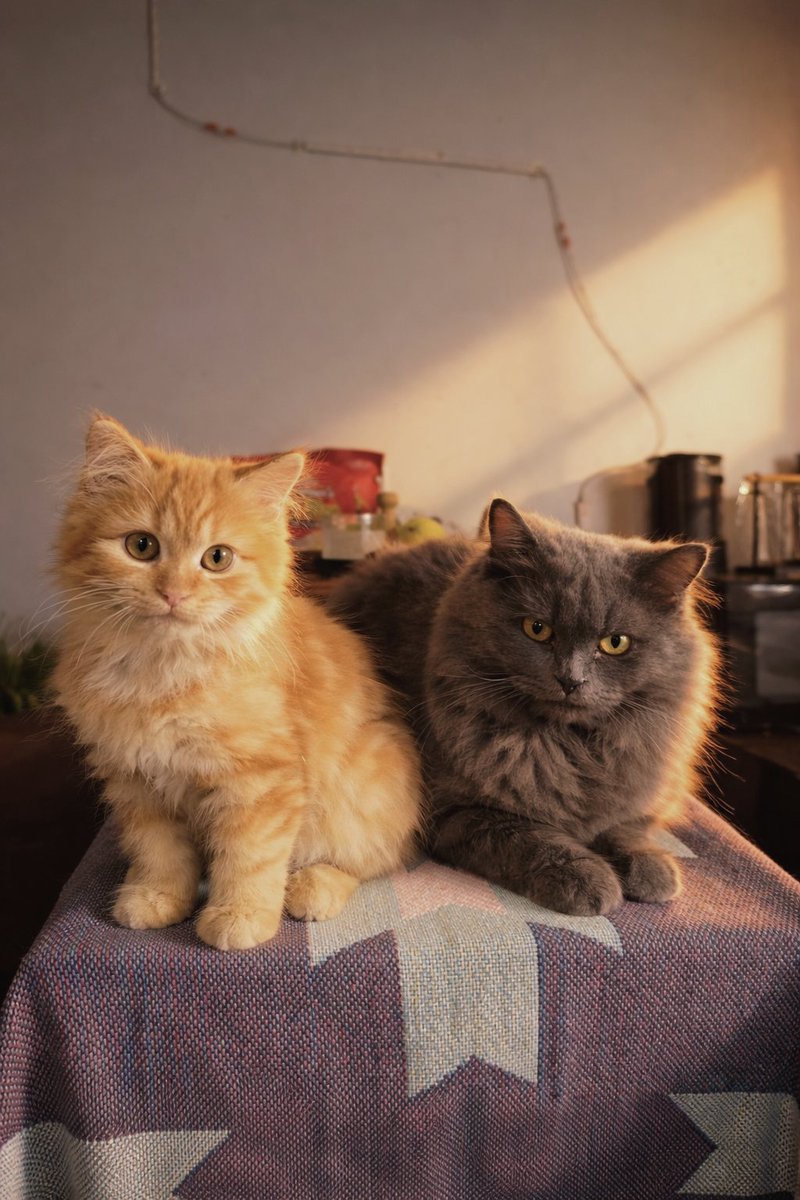 ArtemyssX tweet media