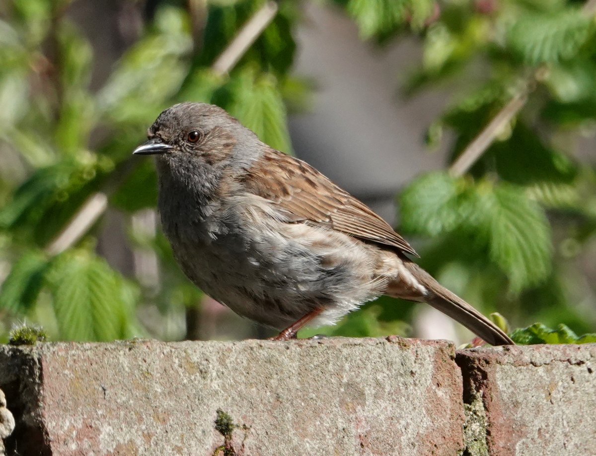 M_Stachnicki's tweet image. A chirpy Dunnock enjoying the warm sunshine on the garden wall this morning. #spring #wildlife #nature #birds