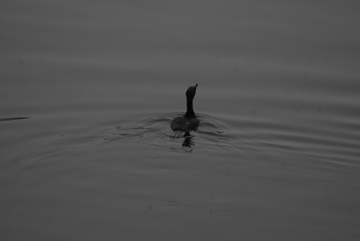 TodoactionJB's tweet image. PENTAX k-m &amp;amp; sigma 70-300mm 
#streetphotography #km #throwback 20