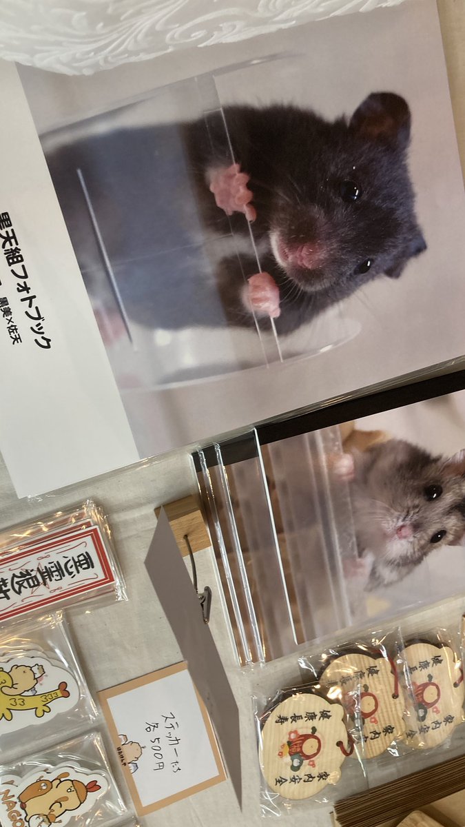 🐹はむけん🐹制作低浮上予定✍️ tweet media