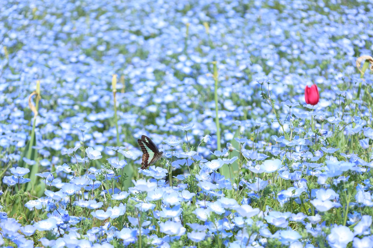 mao 【もう1つ次の未来へ】 tweet media