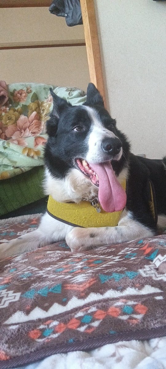 けいじろとでっかのお父さん　のぶ『長岡伸晃』 tweet media