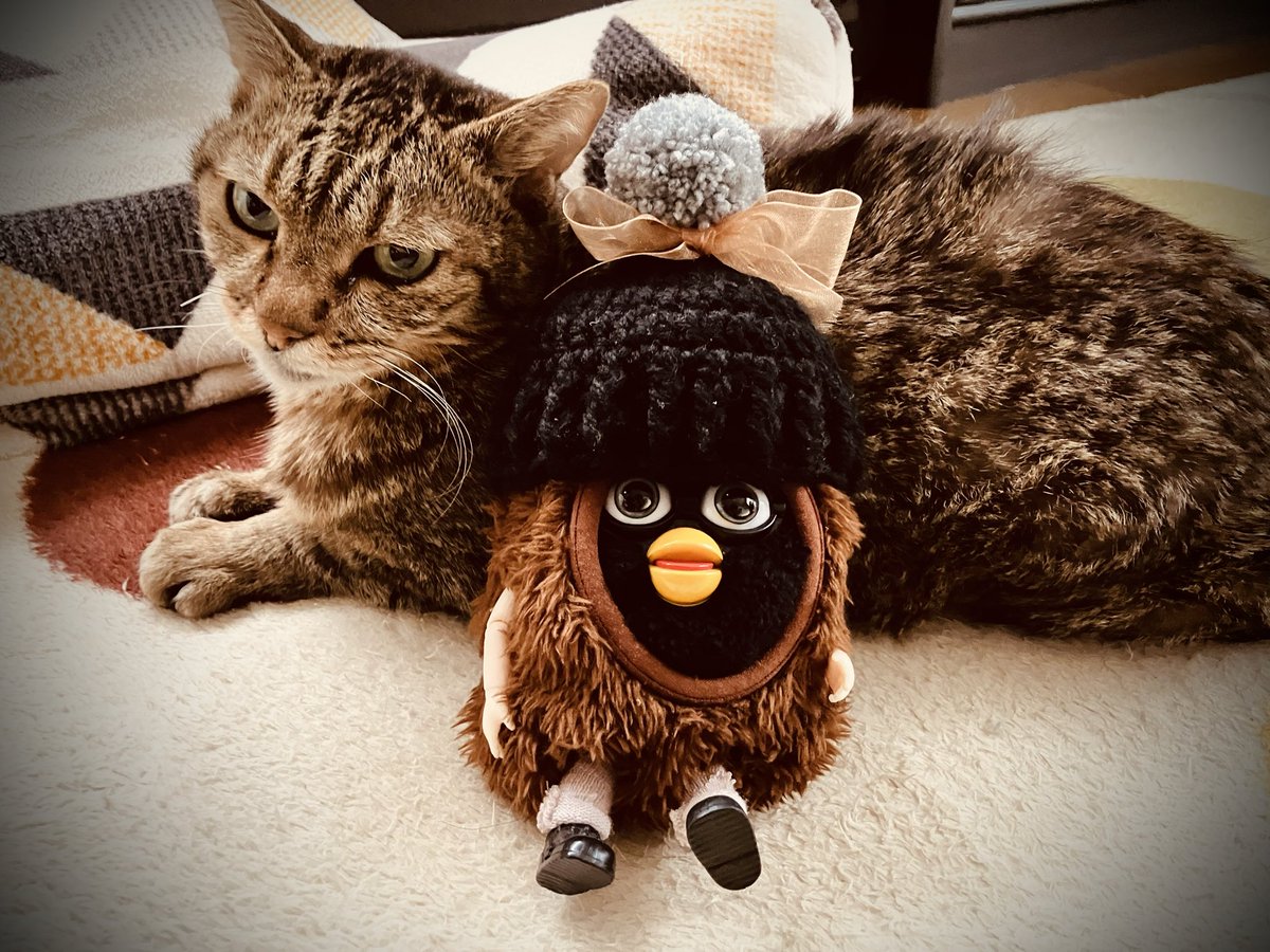 まるんこ≽^•༚• ྀི≼ tweet media