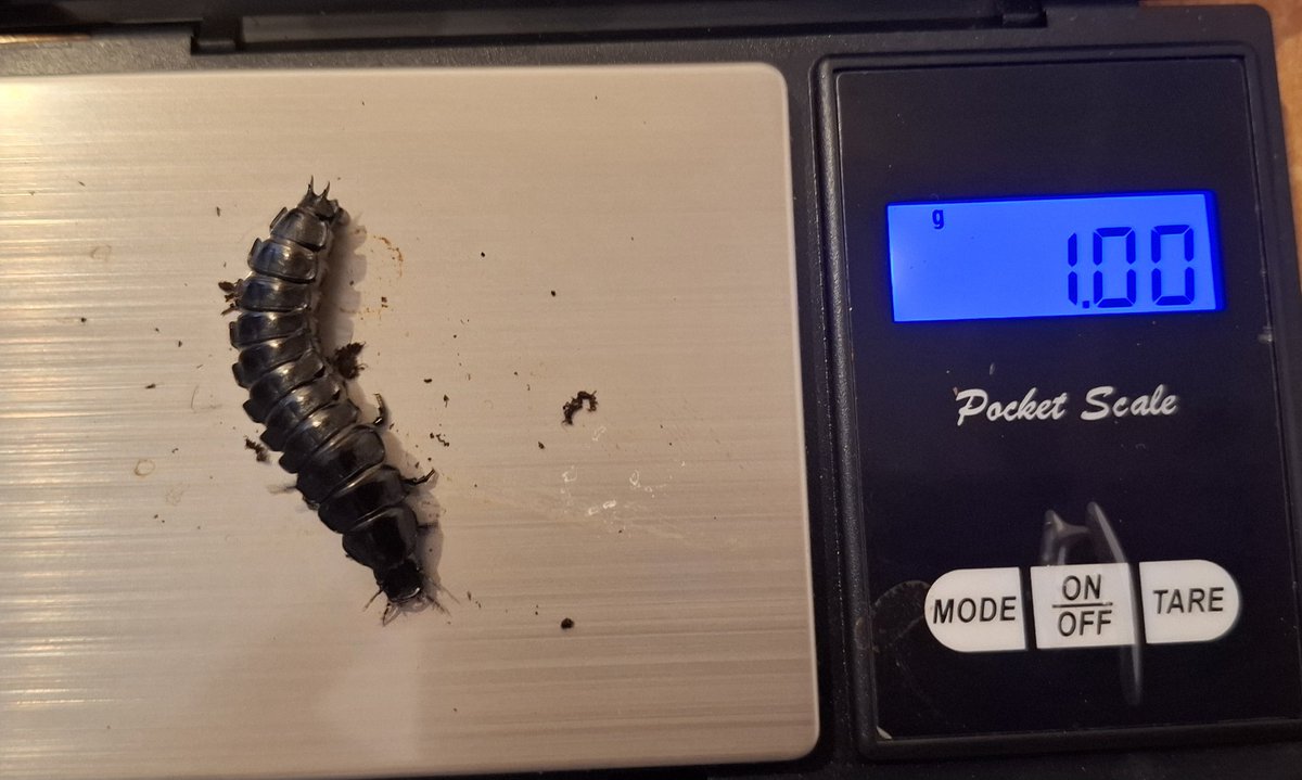 Spinzo🪲🏳️‍🌈🍉 tweet media