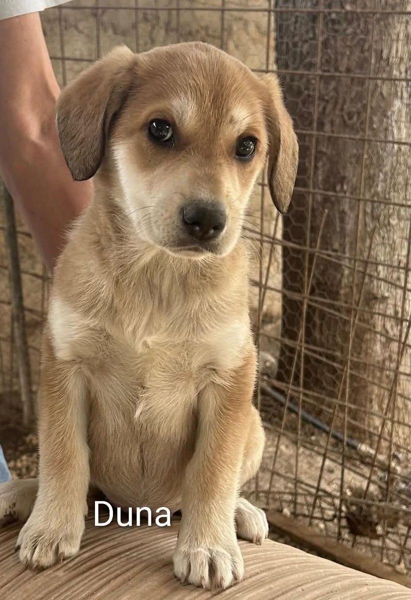 Tiziana Allasia tweet media