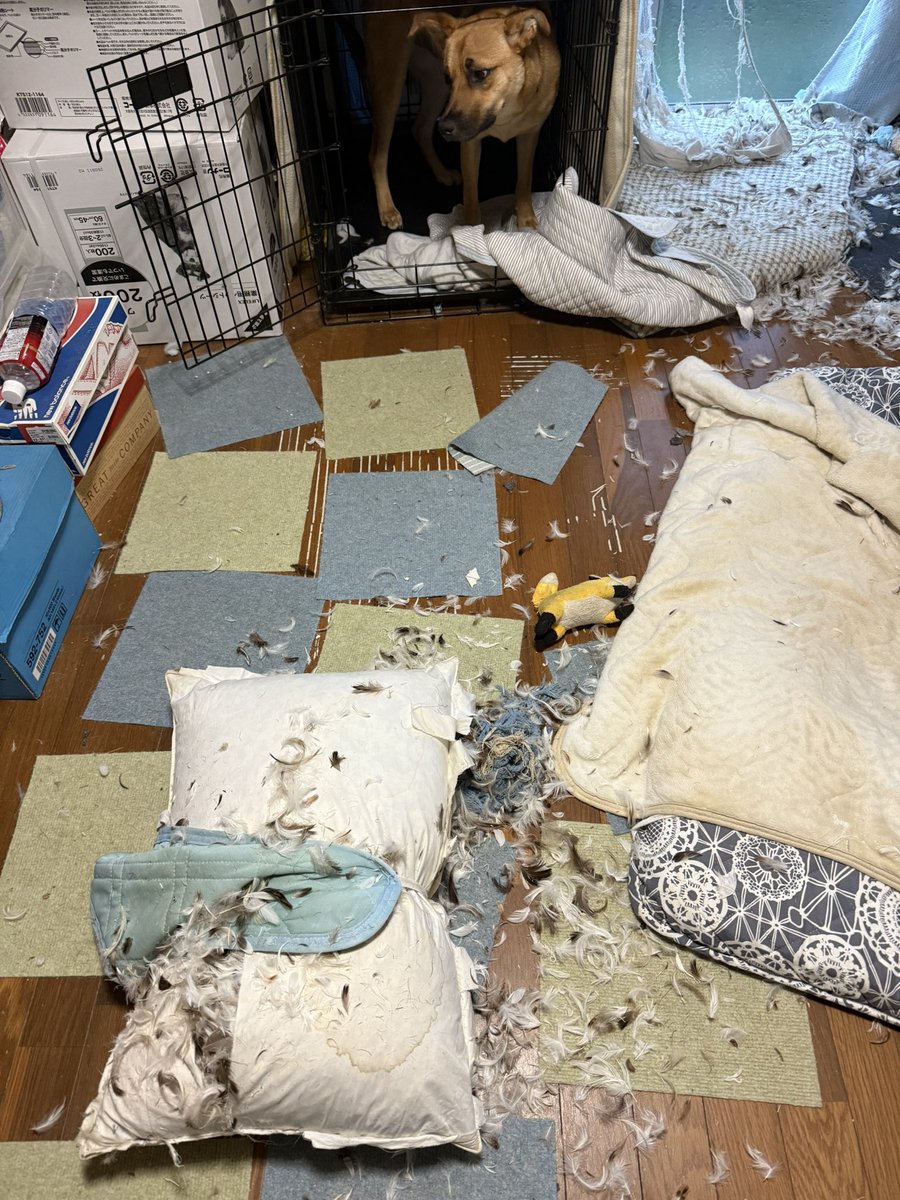 silspi's tweet photo. 玄関開けて
5秒で絶叫💢
#雑種犬 #zasshu #chita_dog #知多犬 https://t.co/CbhjpE607N