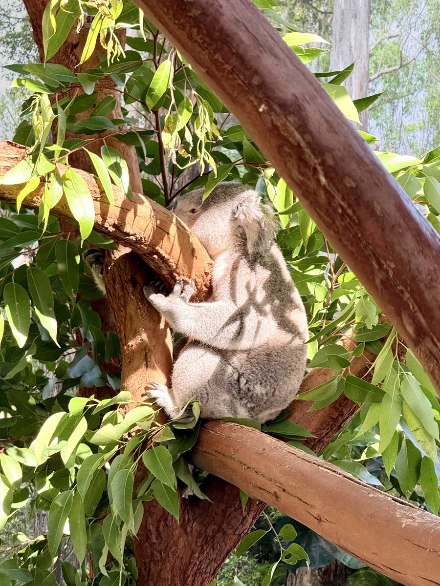 Steveontour2's tweet image. #UsualKoala #Sydney #Australia.