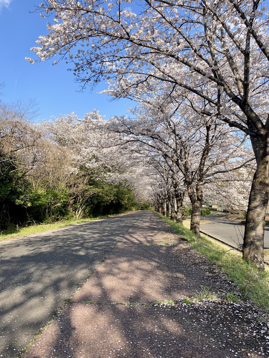 ねっち / OH!MYコンブ.com tweet media
