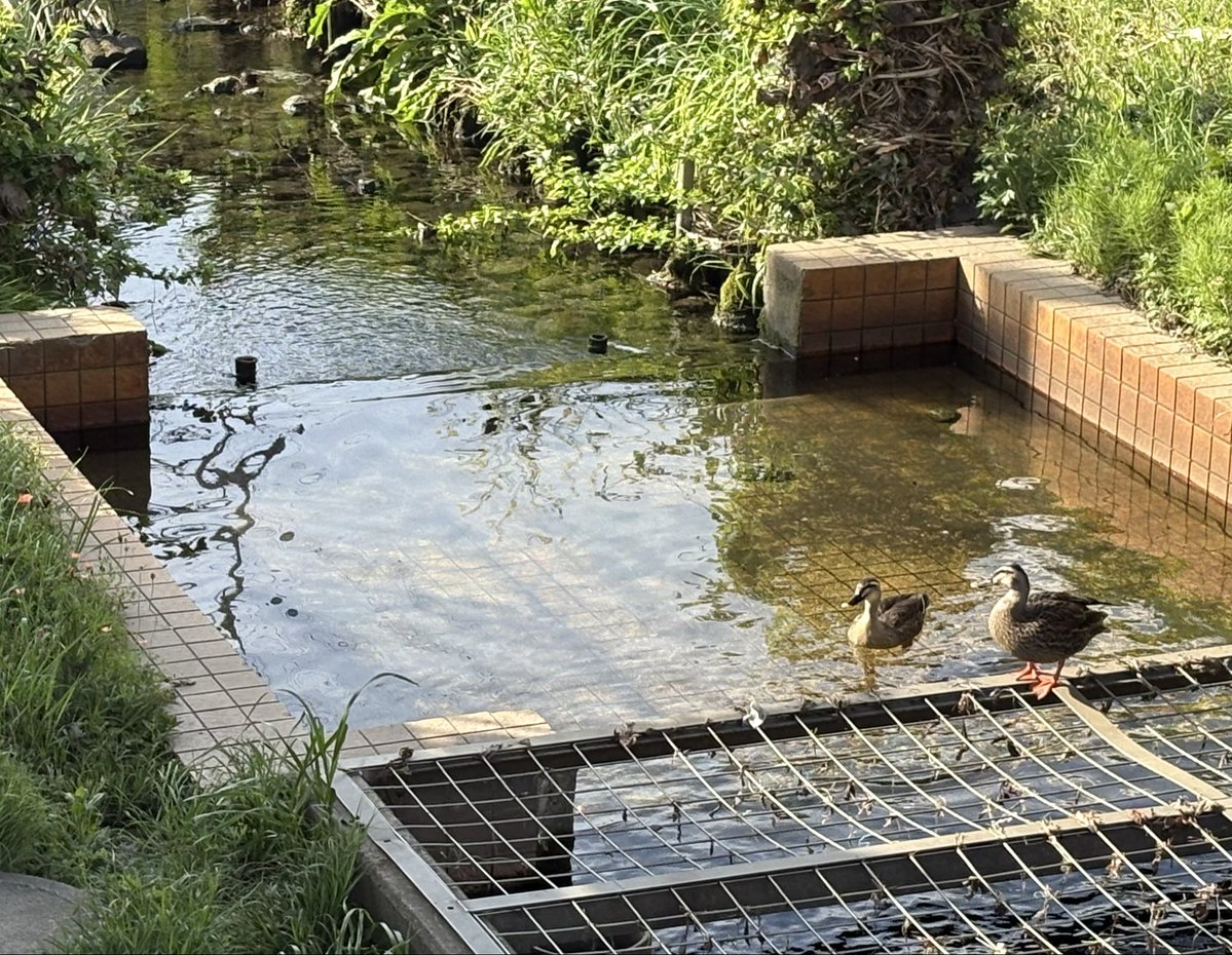 Image for the Tweet beginning: カモ@鴨川 