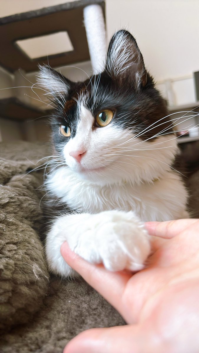 ぼくはムタ tweet media