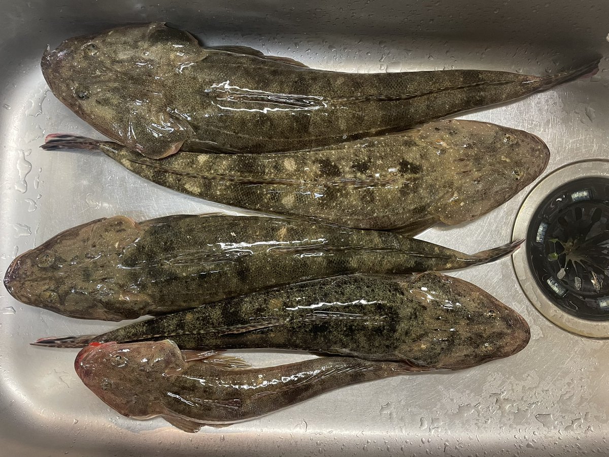 aka_fish tweet media