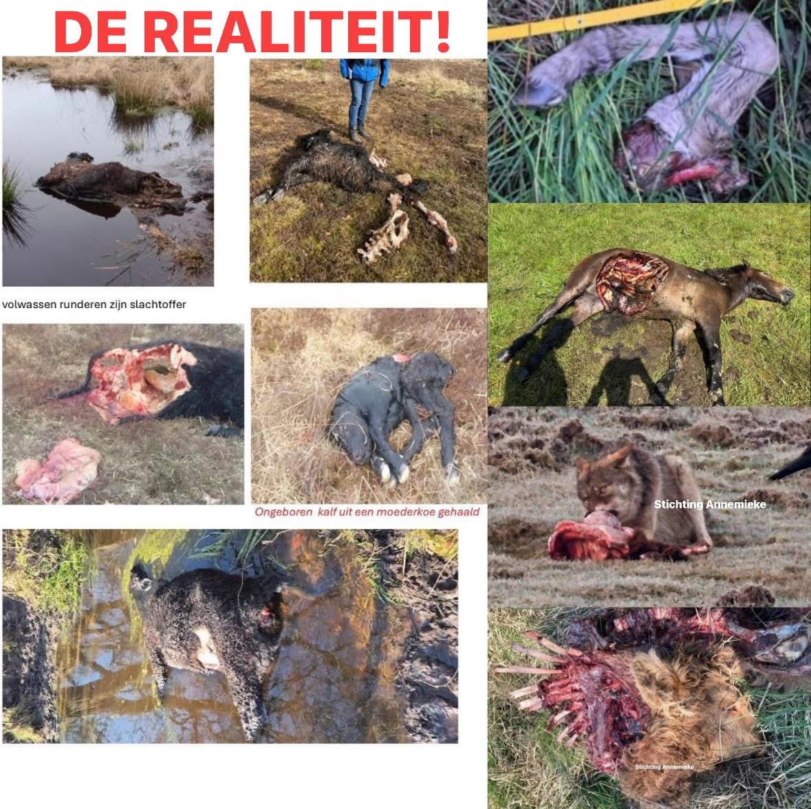 Annemieke van Straaten / Stichting Annemieke tweet media