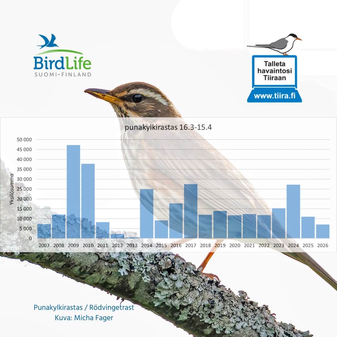 BirdlifeSuomi's tweet photo. Punakylkirastaan muutto on tänä vuonna pahasti myöhässä, kuten myös räkättirastaan. Lue lisää BirdLifen verkkosivuilta: https://t.co/TXl17HVuCd https://t.co/YanMnEhhSj
