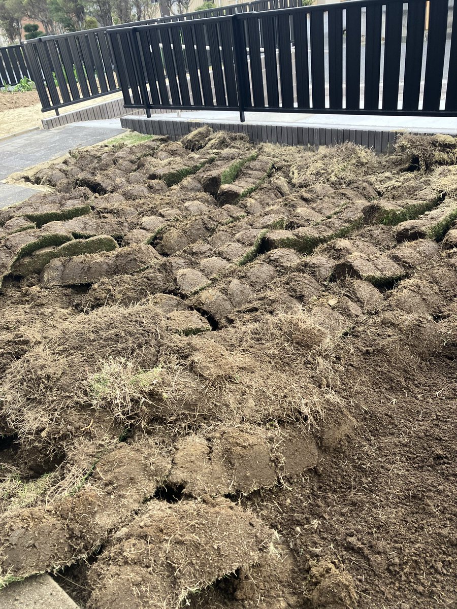 ニュープロジェクトKatsu Sudou's New Garden

土いじりなんてやったことがないインドアなメタルおやじがノリと勢いで芝の張り替えに挑戦してしまいました

早速後悔しています😭
腰が痛い…
ミミズ怖い…