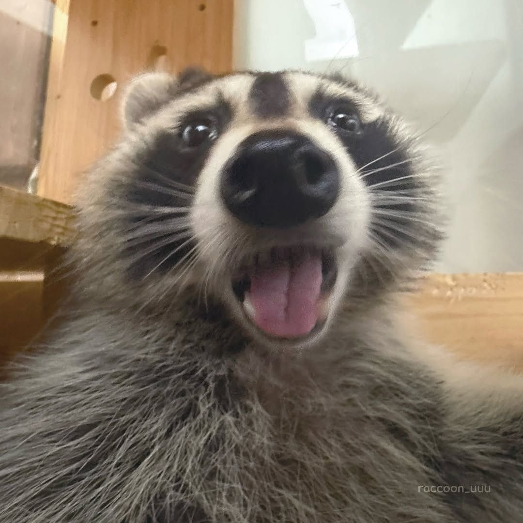 raccoon with confusing auras (@raccoonauras) on Twitter photo 