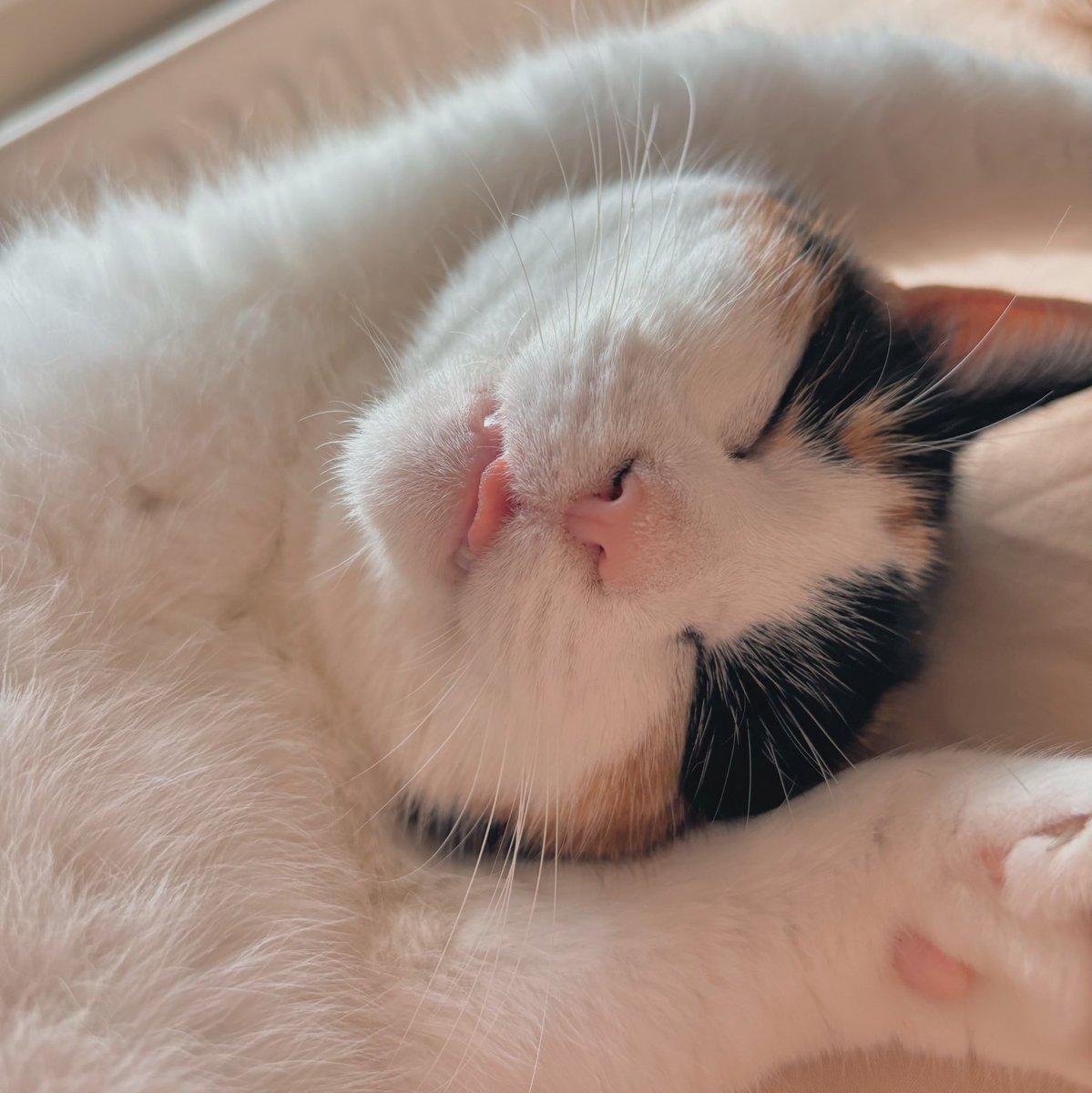 soli ☕️💫 | calico barista tweet media